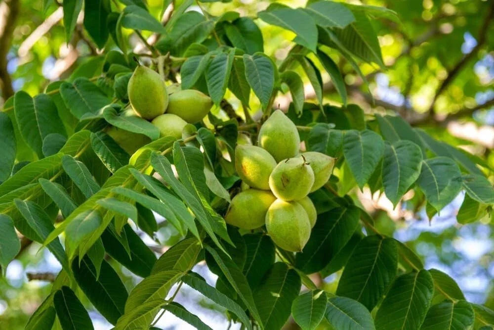 Butternut Seedlings for Planting - 2 White Walnut Tree Seedlings - Juglans cinerea - Edible Nuts, Fast-Growing, Hardy Trees