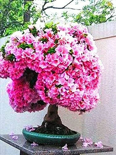 Bonsai Seeds 10 Pack Judas Tree Pink Flowers Cercis siliquastrum Ideal for Bonsai Cultivation