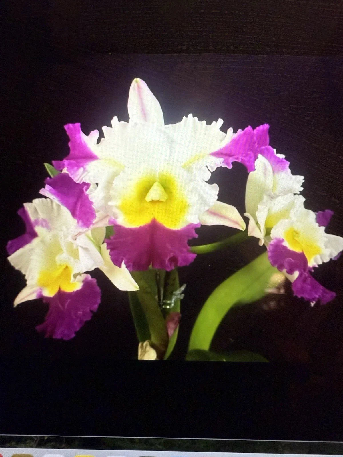Cattleya Orchid Plant in Bloom, 3-4 Inch Pot, Vibrant Cattleya david Matsura, Indoor Houseplant, Fragrant Flowers