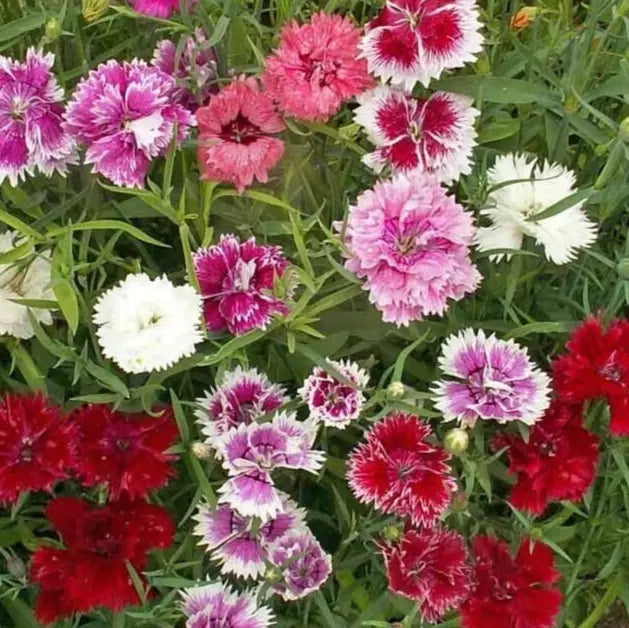 Chinese Pinks Flower Seeds 300+ Annual Dianthus chinensis Pink Garden Seeds for Vibrant Blooms and Pollinator Attraction