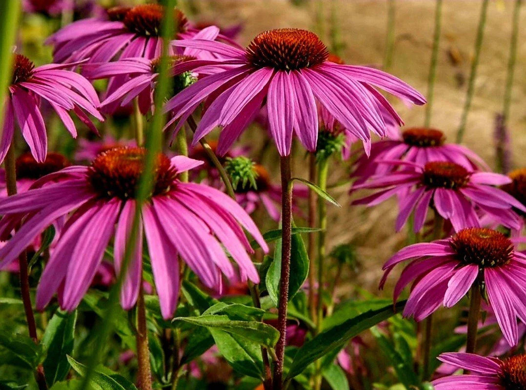 Purple Coneflower Seeds - 50 Organic Heirloom Echinacea Purpurea - Non-GMO USA Grown for Vibrant Summer Blooms