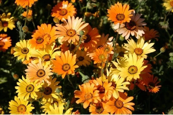 Dimorphotheca Flower Seeds - Mixed Colors - African Daisy Seeds - Dimorphotheca sinuata - 100 Non-GMO Seeds for Gardens
