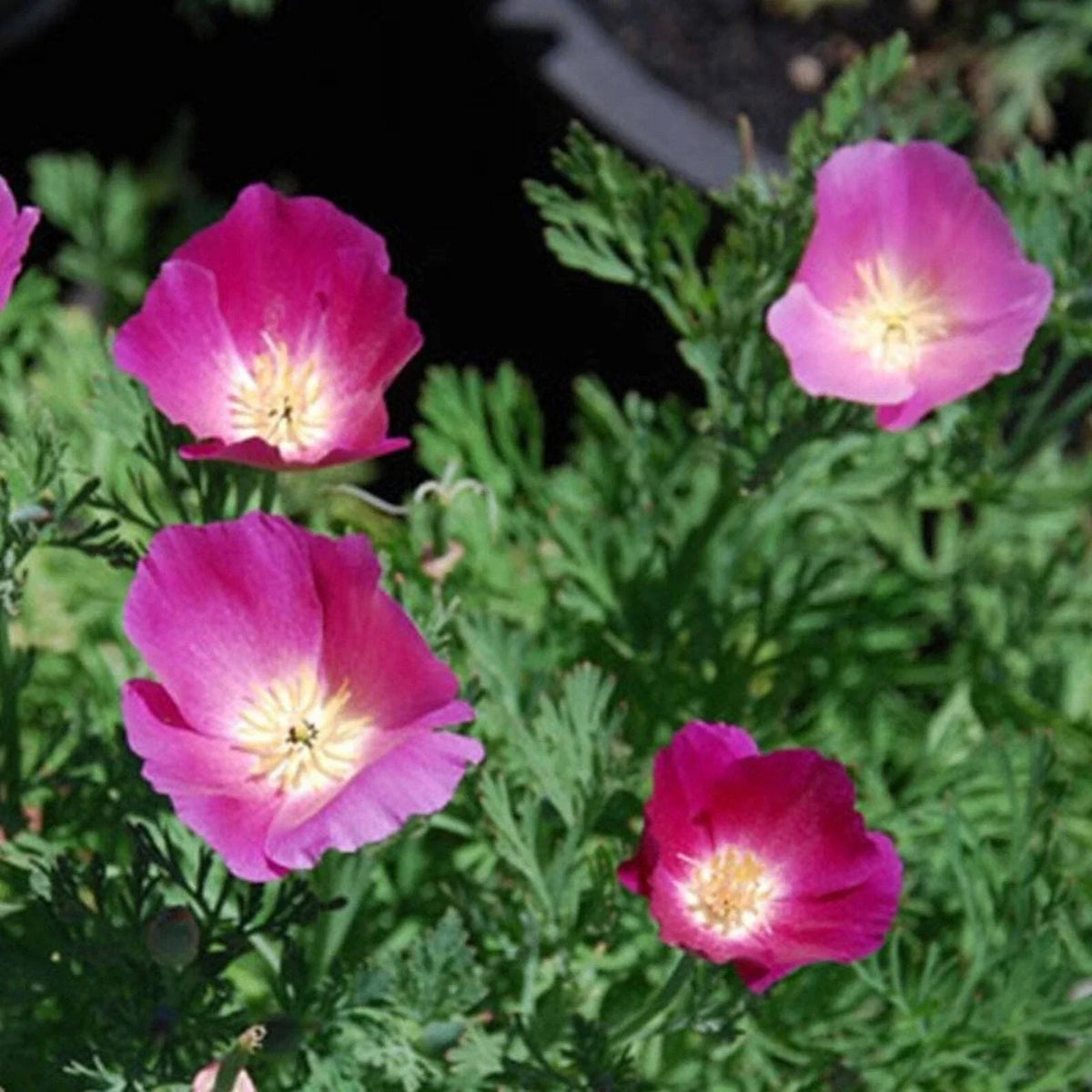 California Poppy Seeds - 250+ Purple Gleam Flower Seeds - Eschscholzia Californica - Perennial Garden Plant