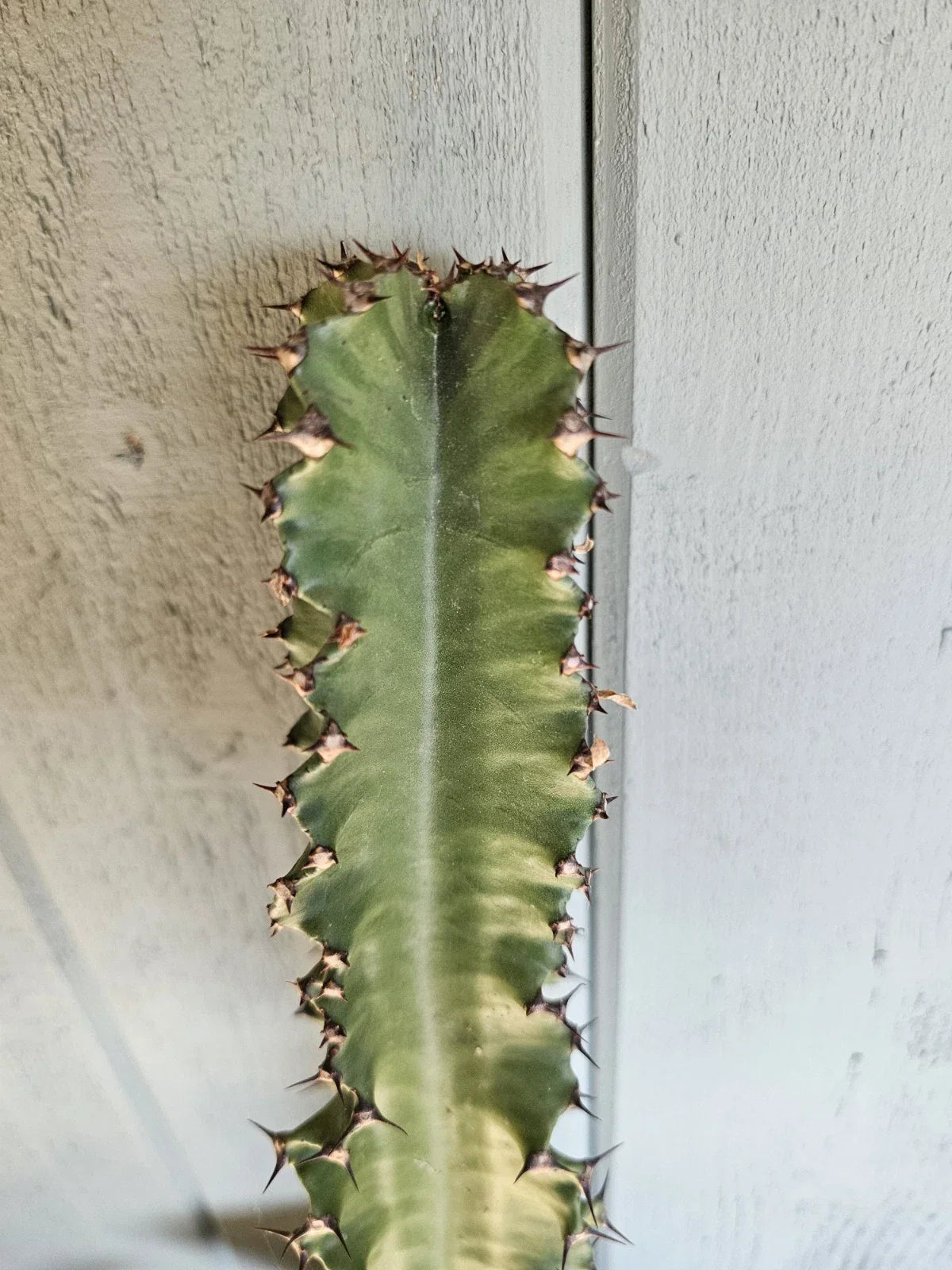 Euphorbia Cutting 16-17" Ammak Variety | Unique Succulent Plant | Euphorbia ammak for Indoor/Outdoor Gardening Decor