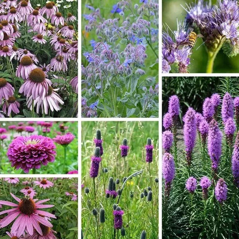 Purple Wildflower Seed Mix - Organic 200 Seeds - Attracts Pollinators - USA Grown - Non-GMO Wildflower Seeds