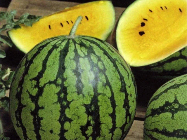 Baby Doll Watermelon Seeds - 20 Heirloom Seeds for Planting - Citrullus lanatus - Sweet, Non-GMO, Easy to Grow