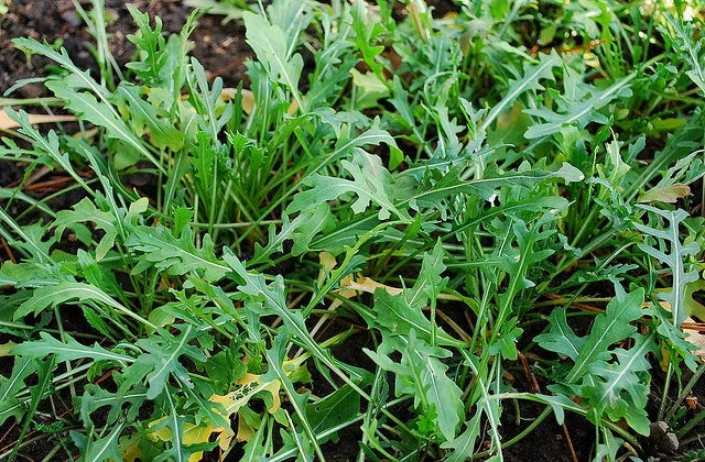 Wild Arugula Herb Seeds - 400+ Non-GMO Seeds for Planting - Eruca sativa - Fast Germination for Culinary Use