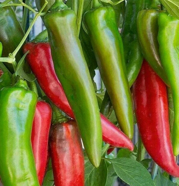 Anaheim Chili Pepper Seeds 50+ | Capsicum annuum | Mild Spicy Garden Seeds for Salsa & Cooking