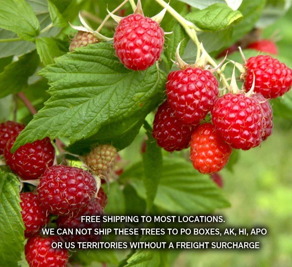 Potted Boyne Early Season Red Raspberry Plants - 1-2 Years Old - Rubus idaeus 'Boyne' - Compact, High Yield Berries