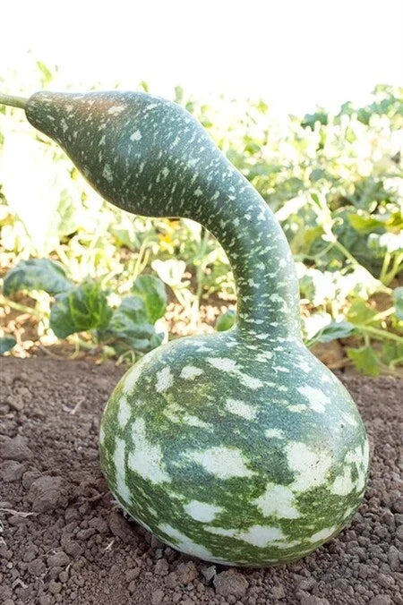 Speckled Swan Gourd Seeds - 10 to 50 Heirloom Seeds for Arts & Crafts - Lagenaria siceraria - Non-GMO, Easy to Grow