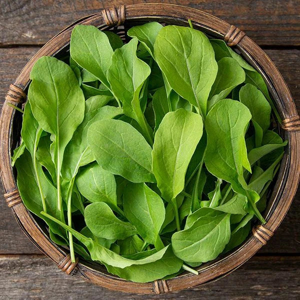 Astro Arugula Seeds - Heirloom Non-GMO Organic Salad Greens - Eruca sativa - 200 Seeds for Home Gardening