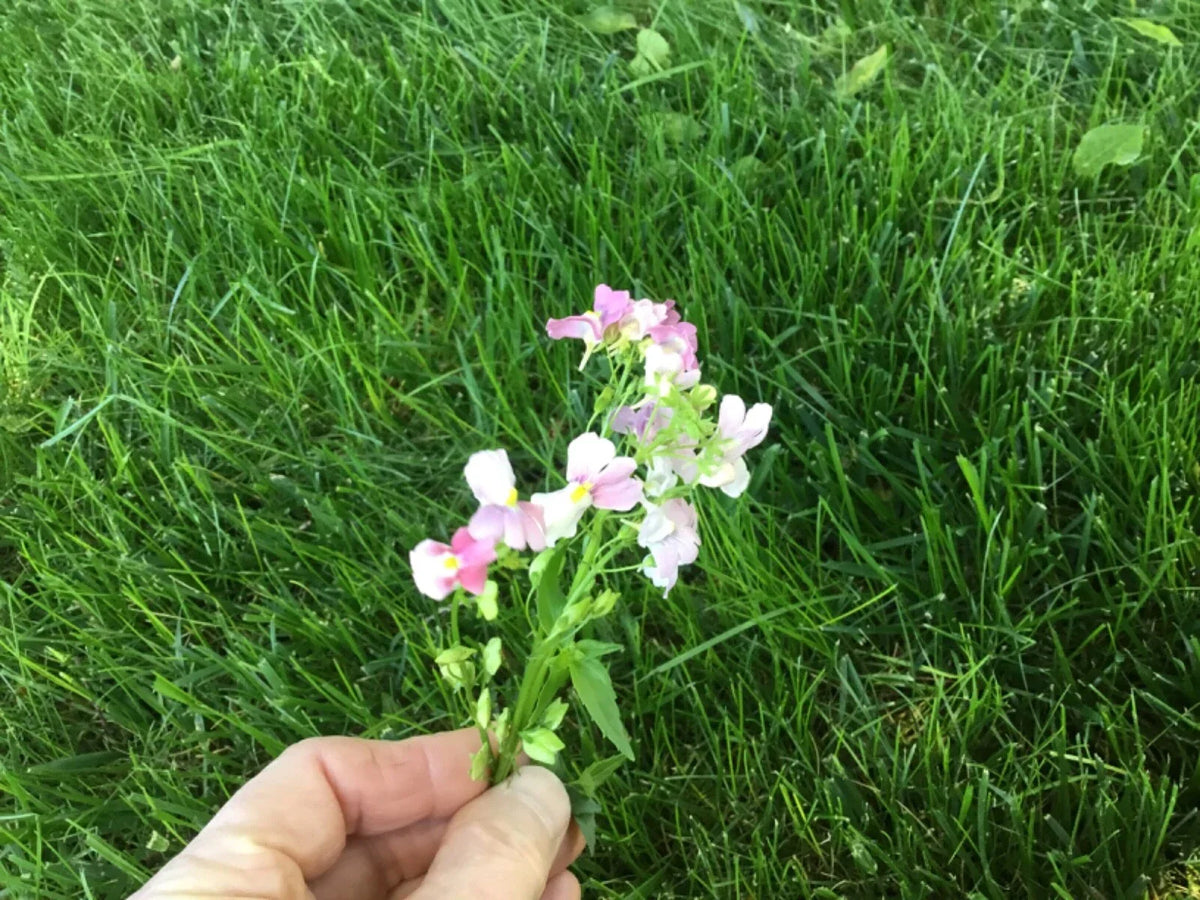 Nemesia Seeds - 150 Count - Poetry Opal Innocence - Perennial Cape Snapdragon - Nemesia strumosa - Flowering Plant