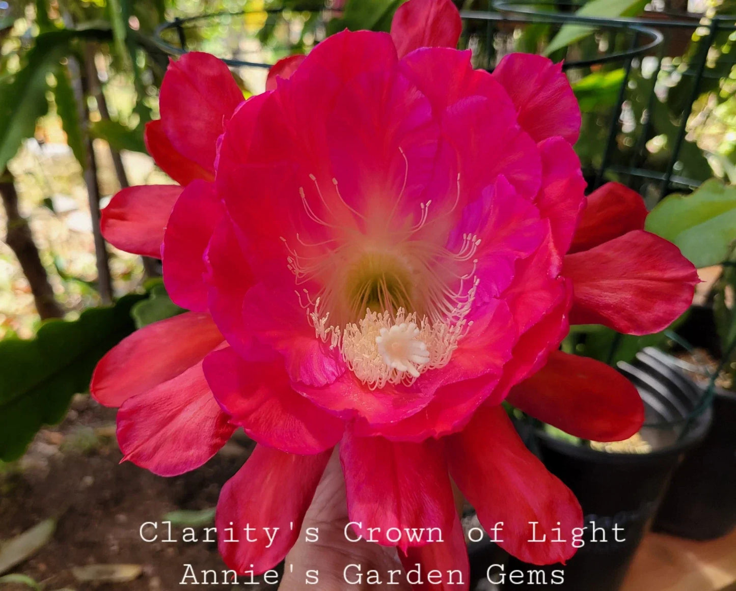 Unrooted Cuttings 8-10 Inches Clarity's Crown of Light Epiphyllum oxypetalum for Propagation and Gardening