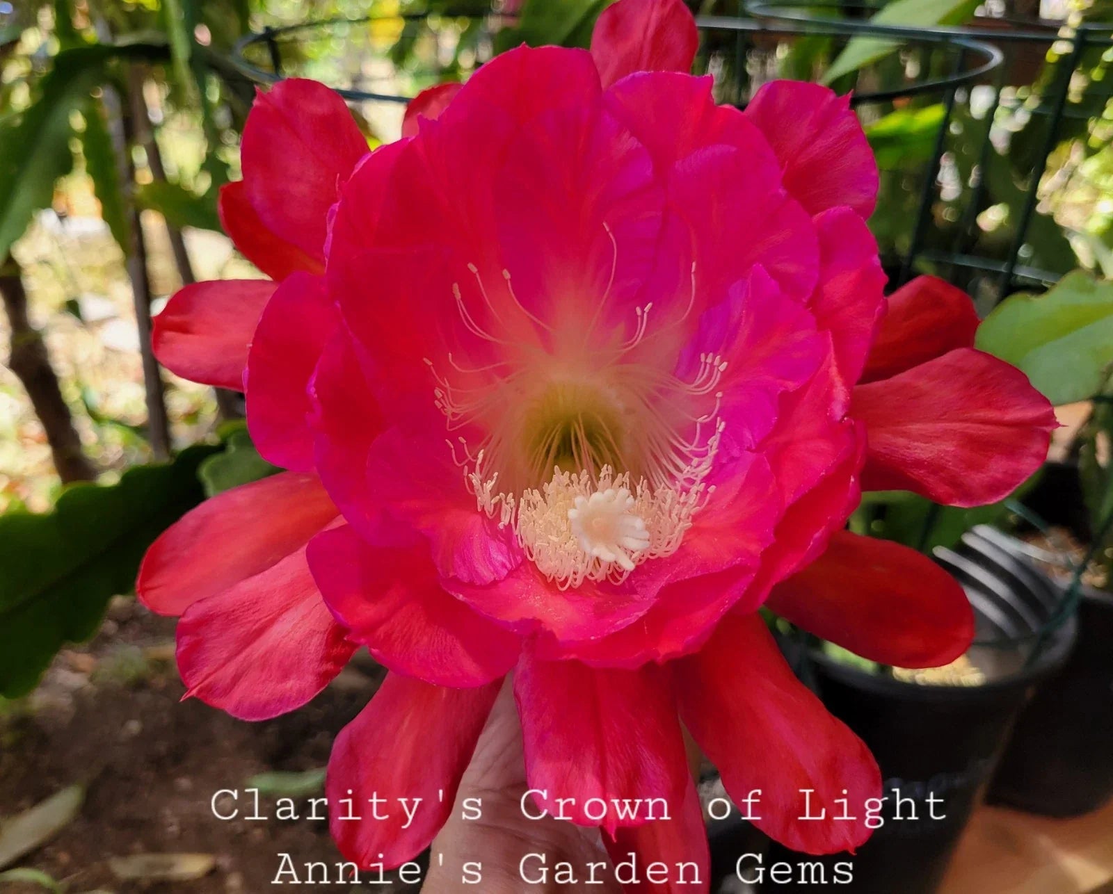 Unrooted Cuttings 8-10 Inches Clarity's Crown of Light Epiphyllum oxypetalum for Propagation and Gardening