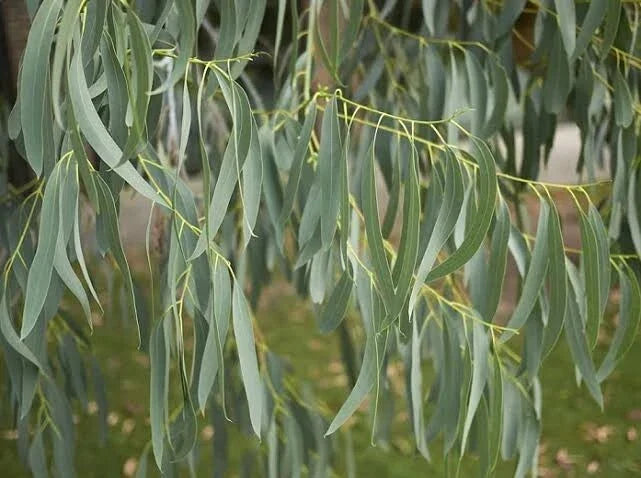 Eucalyptus Seeds - 50 Pack - Spinning Gum Tree - Eucalyptus perfoliata - Perennial Flowering Seeds for Gardening