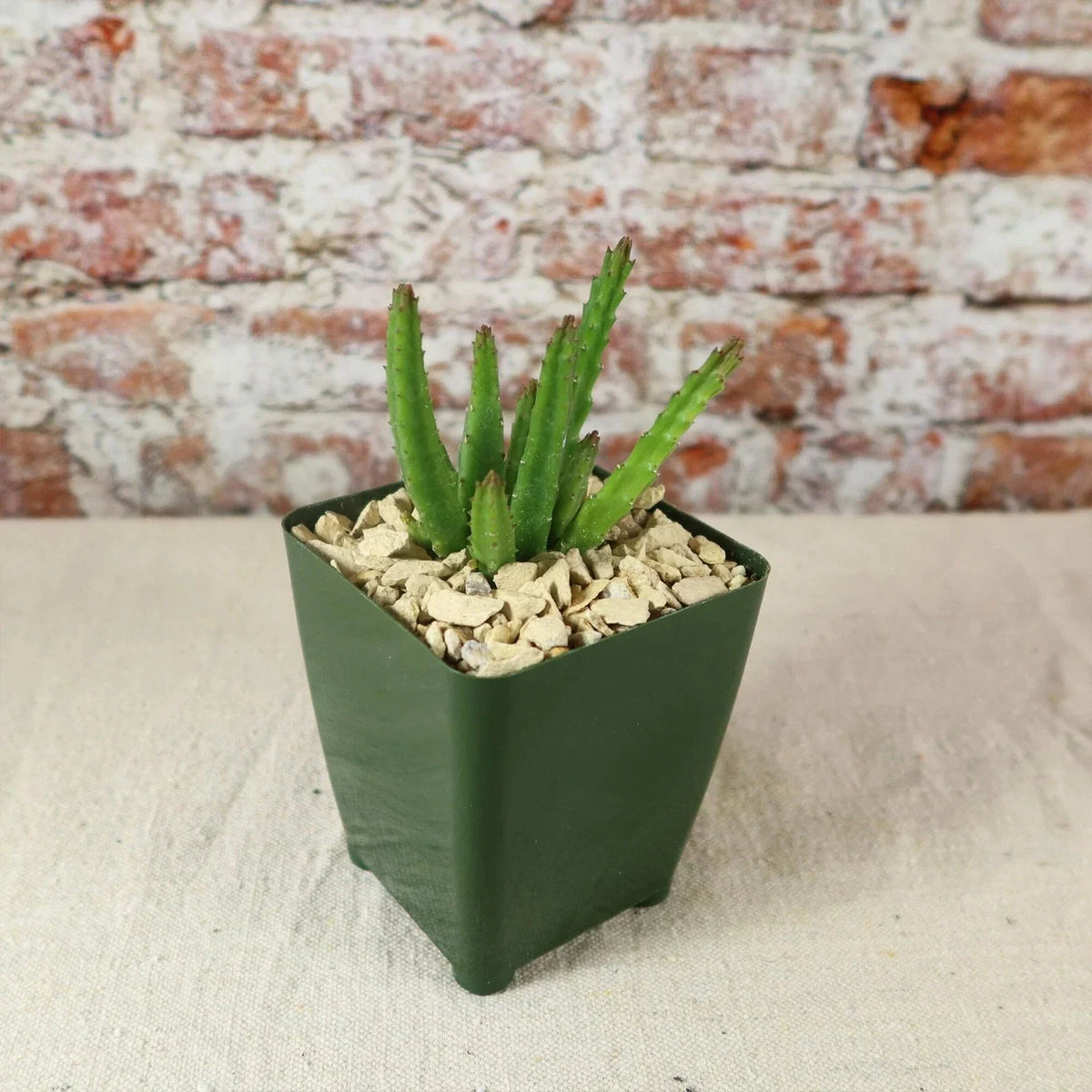 Stapelia scitula Cactus Plant - 4-Inch Pot - Unique Starfish Flower - Easy Care Succulent - Carrion Flower