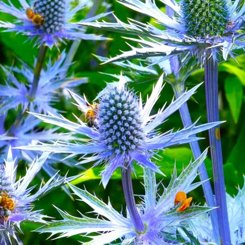 Sea Holly Seeds | Packet of Blue Thistle | Eryngium planum | Drought-Tolerant Perennial for Pollinator Gardens