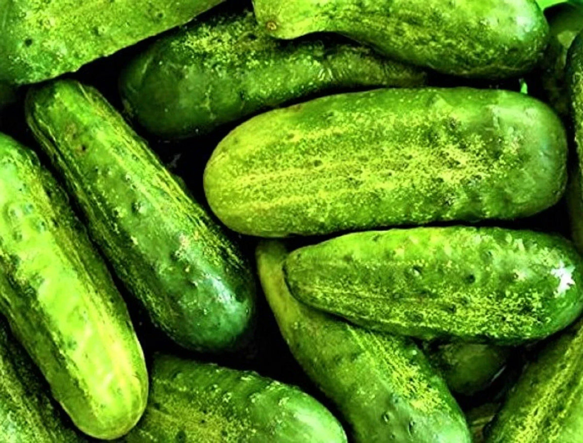 Wisconsin SMR-58 Pickling Cucumber Seeds - 50 Heirloom Seeds - Cucumis sativus - Ideal for Home Gardening and Pickling