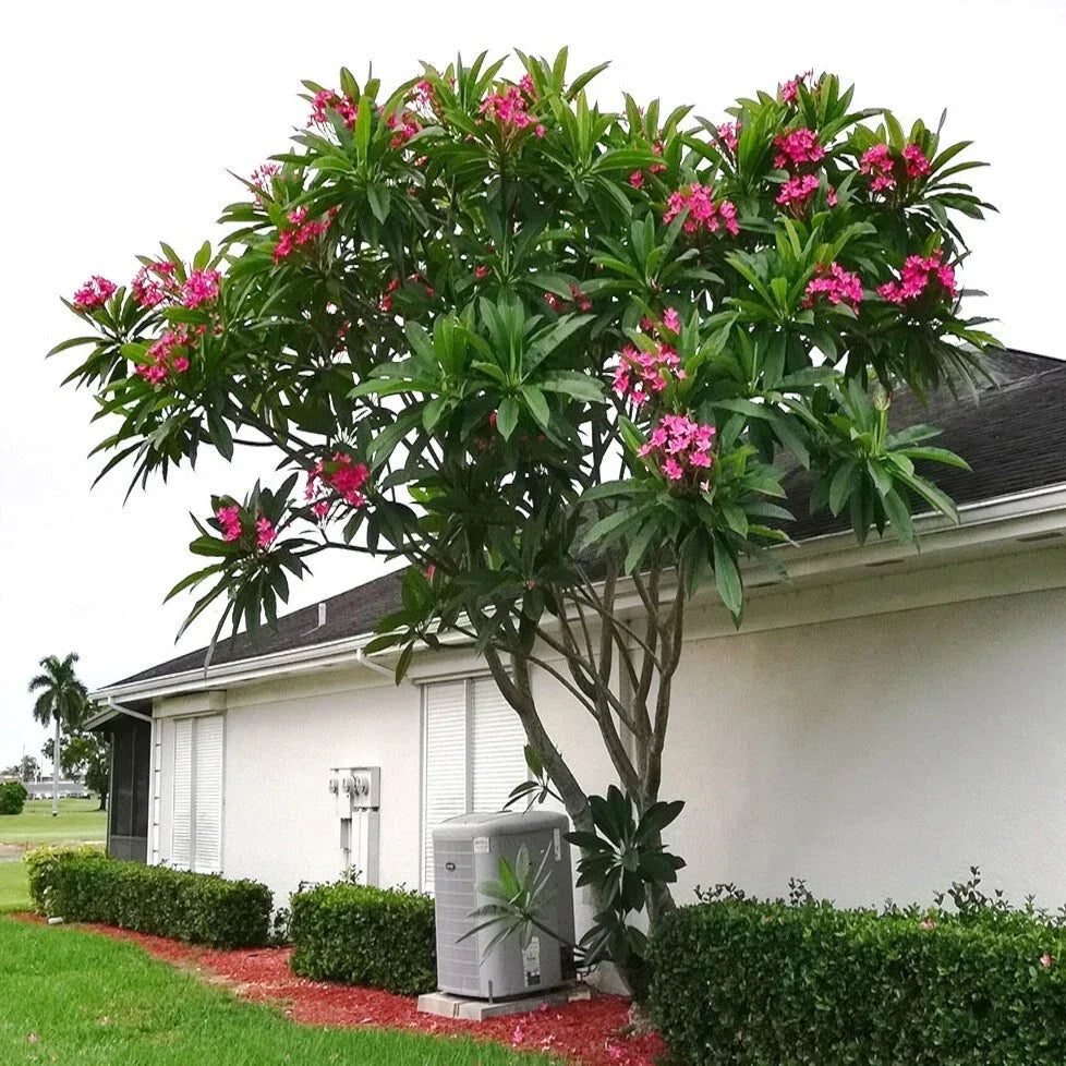 Mexican Red Plumeria Seeds - Exotic Frangipani Flower (Plumeria rubra) - Tropical Garden Plant Seeds for Home & Landscape