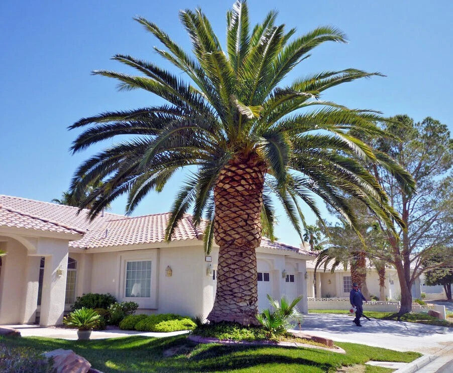 Canary Island Date Palm Seeds - 10 Pack, Hardy Fruit Plant, Phoenix Canariensis, Tropical Elegance for Garden and Landscape