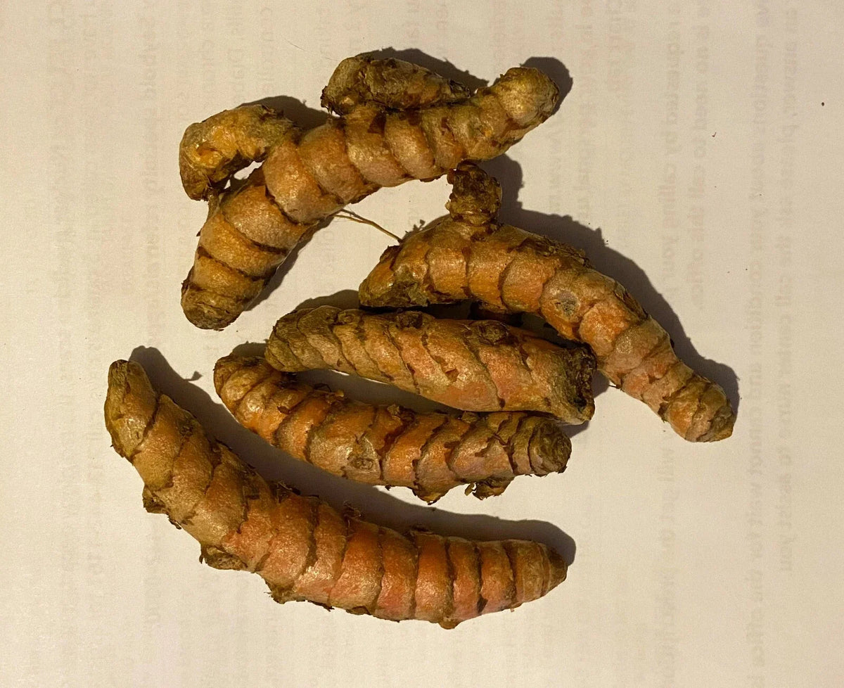 Fresh Turmeric Roots 8 Pieces Orange Curcuma longa for Culinary Use and Natural Remedies
