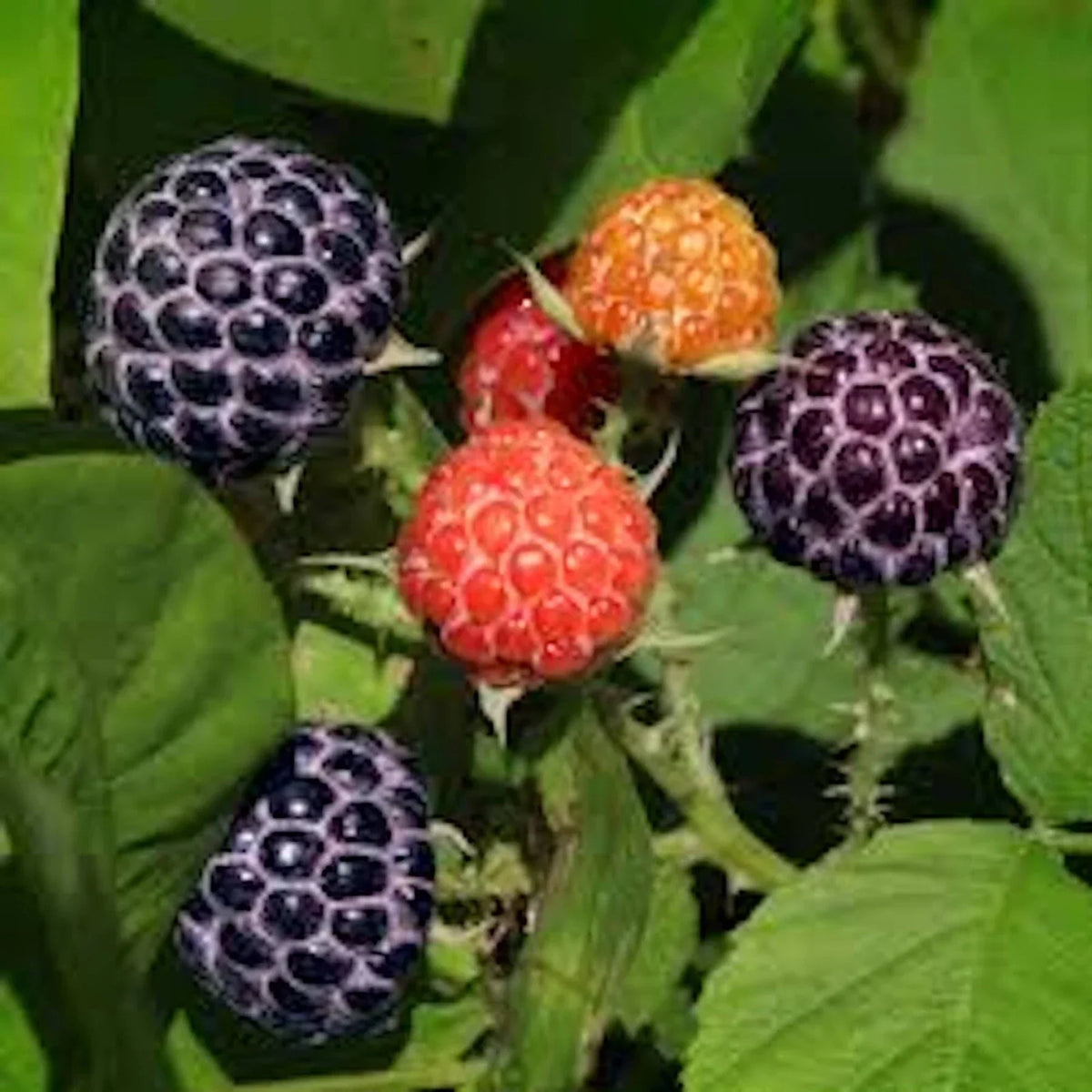 Thornless Raspberry Plants - 3 Bare Root Glencoe Purple Starter Plants - Rubus idaeus 'Glencoe' - Easy Care Fruit Garden