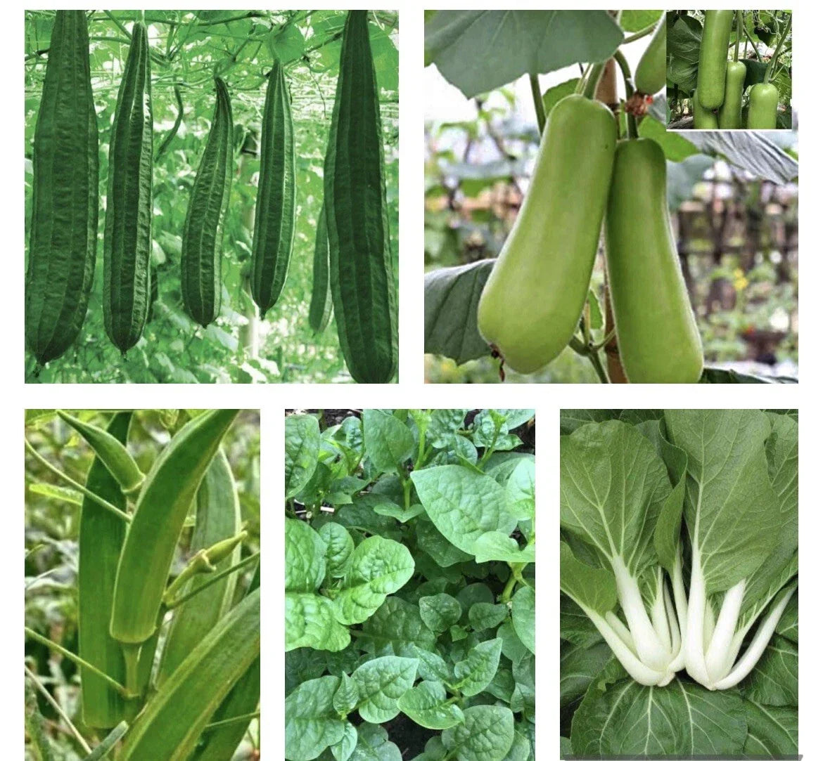 Asian Vegetable Seeds Bundle - 10 Pack Non-GMO Heirloom Seeds for Home Gardening - Diverse Asian Vegetable Mix