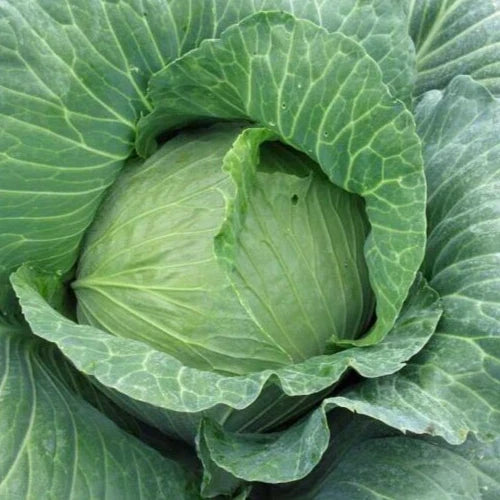 Early Round Dutch Cabbage Seeds 2g - Brassica oleracea - 400 Non-GMO Seeds for Garden Planting