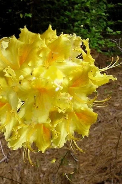 Aromi Azalea Starter Plant - Lemonade Variety - Rhododendron 'Lemonade' - Deciduous Yellow Blooms - Dormant Option Available