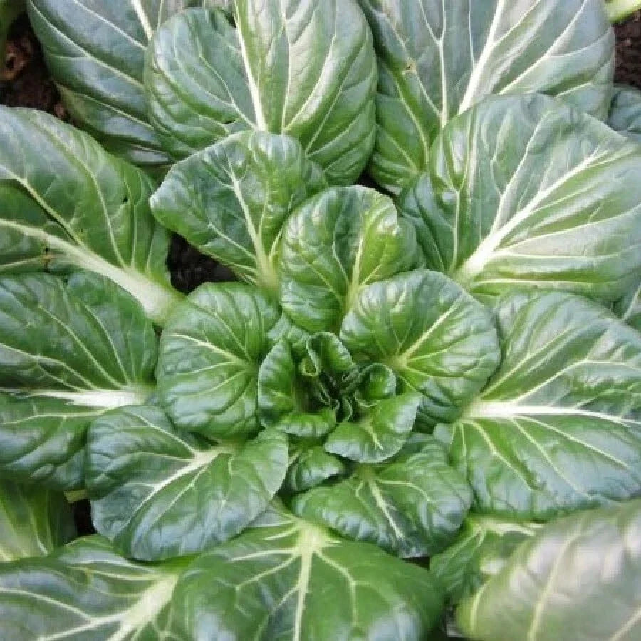 Tatsoi Mustard Seeds 300+ Non-GMO Asian Greens Brassica rapa subsp. narinosa for Salads & Stir-Fries - US Seller