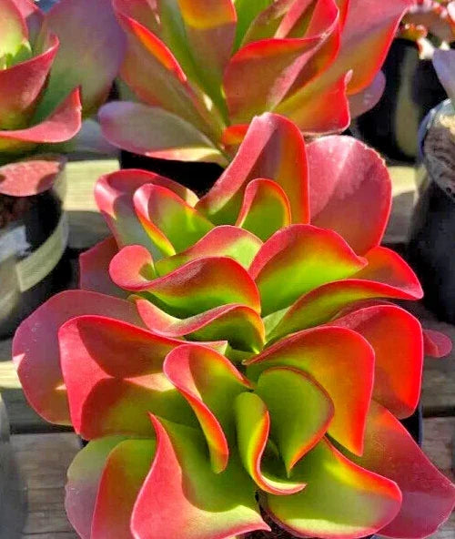 Kalanchoe 'Dragonfire' Succulent Plant - 7" Bright Red Leaves - Rare Indoor Houseplant - Kalanchoe spp.