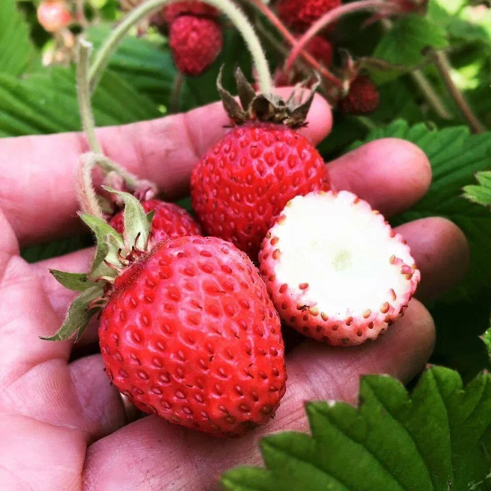 Live Strawberry Plants - 5 Roots - Scarlet June - Fragaria × ananassa - Ideal for Zones 4-9 - High Yield, Easy to Grow