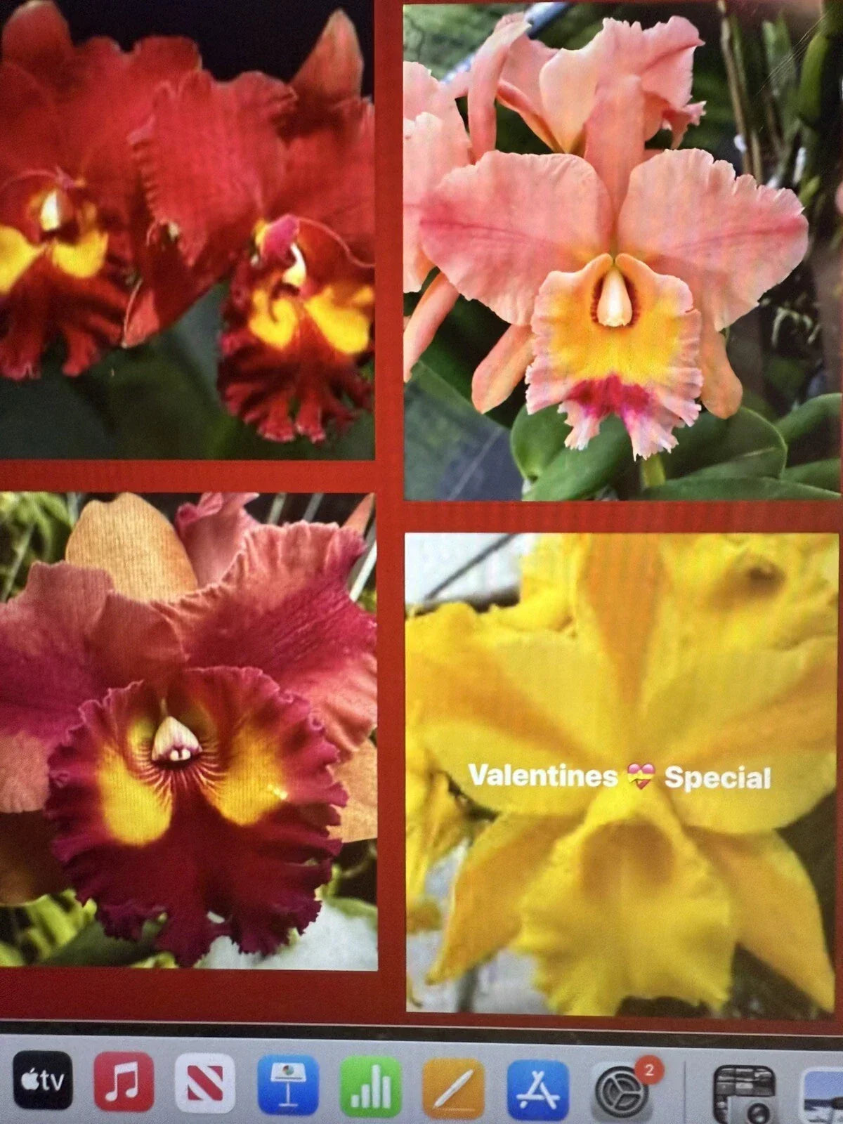 Cattleya Orchid Plant 2 Stem Bare Root Starter Division Cattleya spp. Ideal for Indoor Gardening and Orchid Enthusiasts