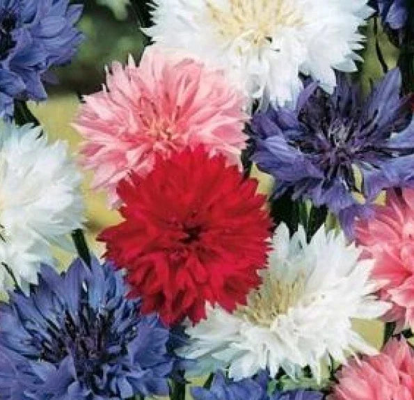 Bachelor Button Seeds - 100 Polka Dot Mix - Dwarf Variety - Centaurea cyanus - Easy to Grow, Attracts Pollinators