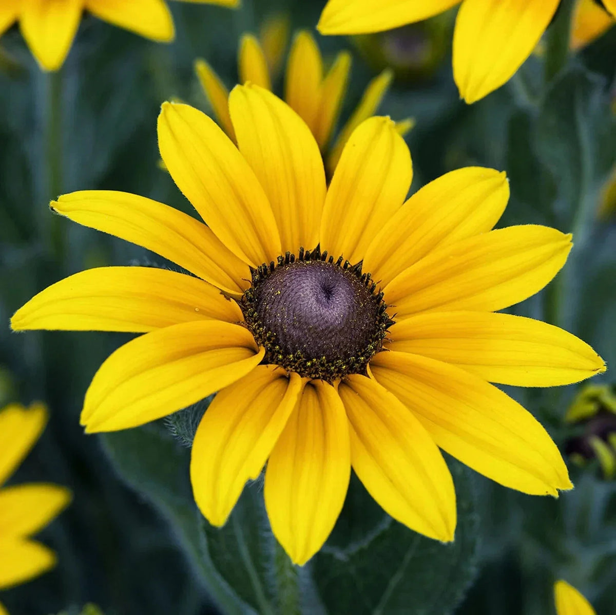 Black Eyed Susan Seeds - 50 Pack - Indian Summer Variety - Rudbeckia hirta - Vibrant Yellow Flowers for Garden