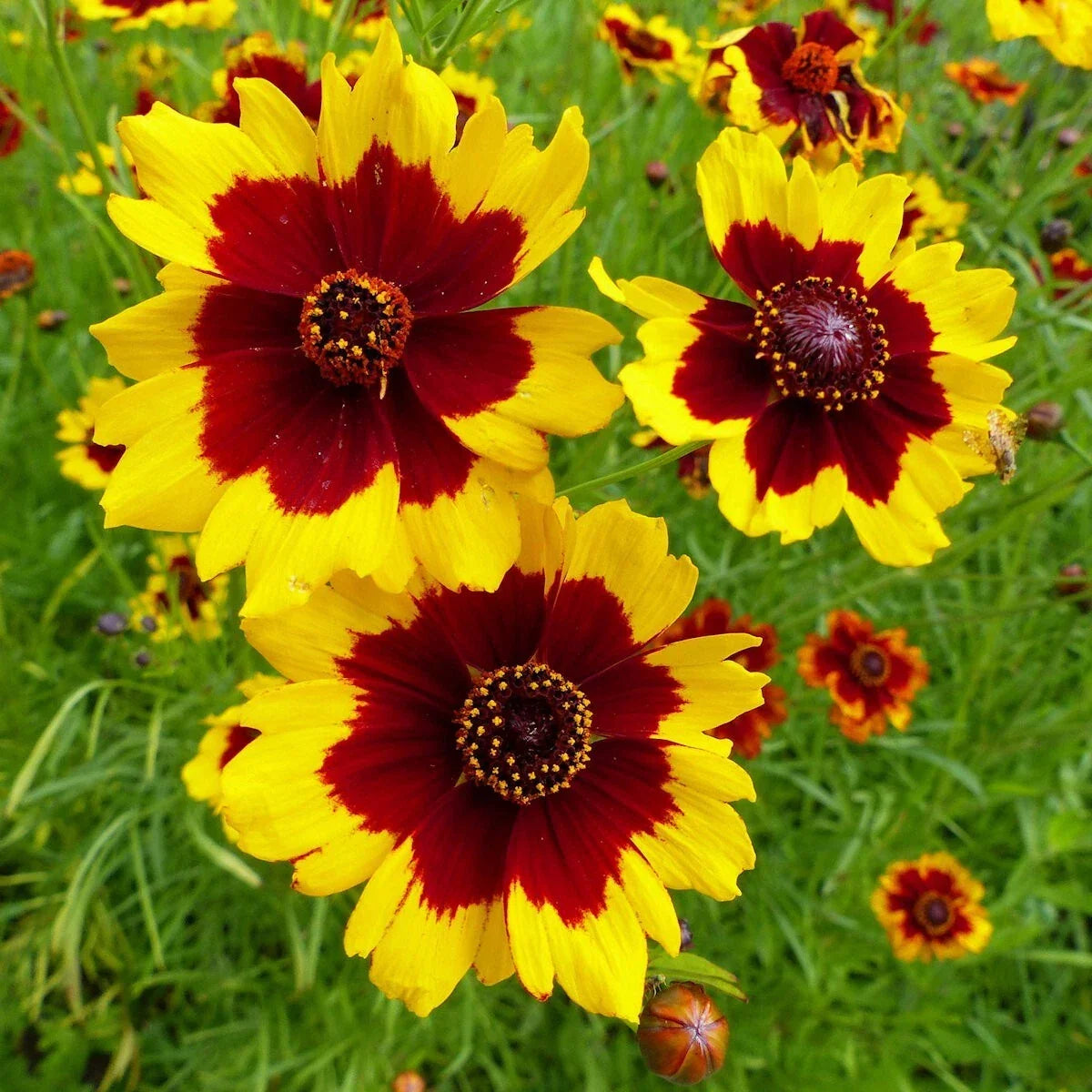 Plains Coreopsis Wildflower Seeds 1/4 lb Mylar Packet - Coreopsis tinctoria - Non-GMO Yellow Orange Blooms for Gardens