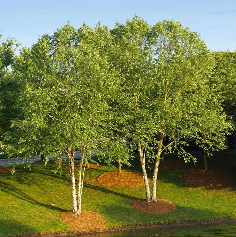 Live River Birch Tree Plant 10"-40" Betula Nigra Well-Rooted 1-5 Years - Fast-Growing, Ornamental, Wildlife-Friendly