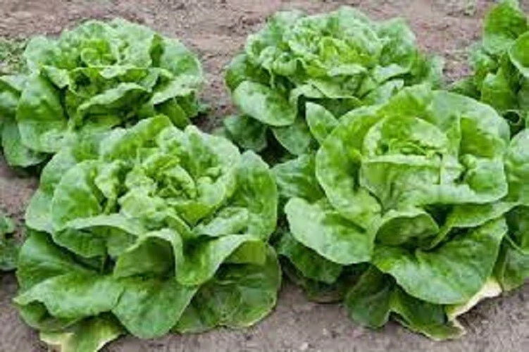 Buttercrunch Leaf Lettuce Seeds - Organic Heirloom Non-GMO - Lactuca sativa - Perfect for Home Gardening, Salads, and Sandwiches