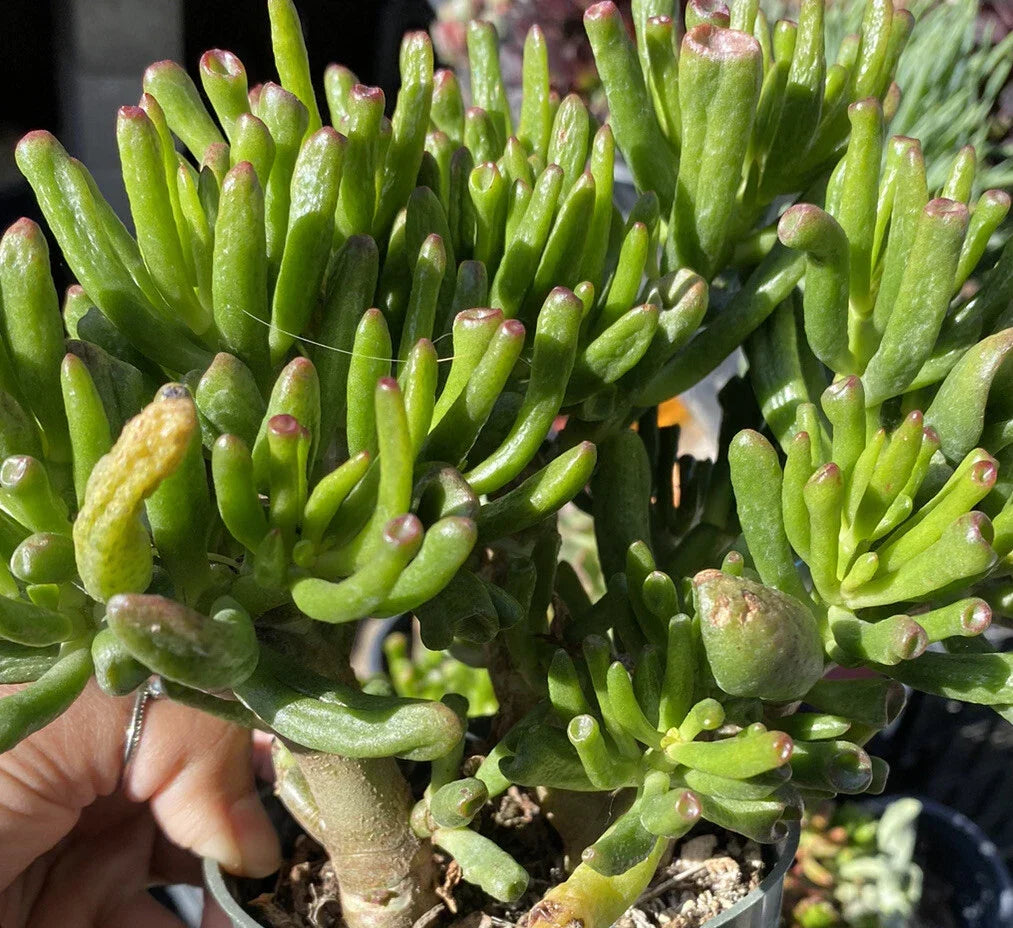Ogre Ears Jade Plant Cuttings - 3 Dwarf Green Succulents (Crassula ovata 'Gollum') for Indoor Garden Decor