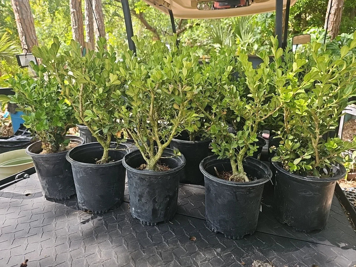 Japanese Boxwood Bonsai Starter Plant 17" Mame Dwarf Buxus sempervirens - Perfect for Indoor/Outdoor Decor