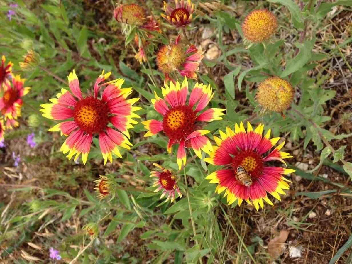 Blanket Flower Seeds - 50+ Seeds - Gaillardia pulchella - Vibrant Red, Yellow, Orange Blooms - Made in USA