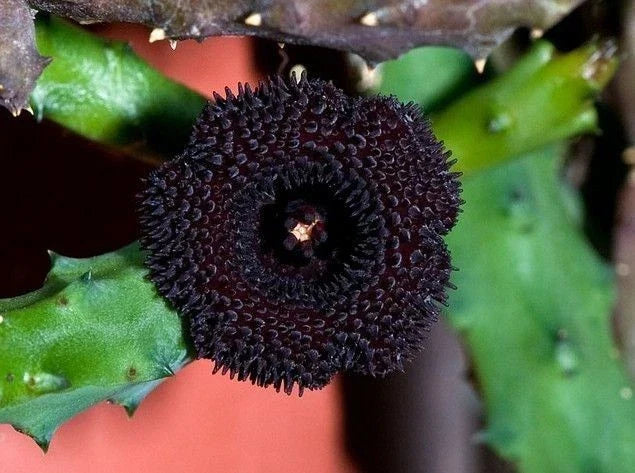 Huernia pendurata Plant | 3.5" Pot | Unique Starfish Flower Succulent | Rooted Indoor/Outdoor Plant