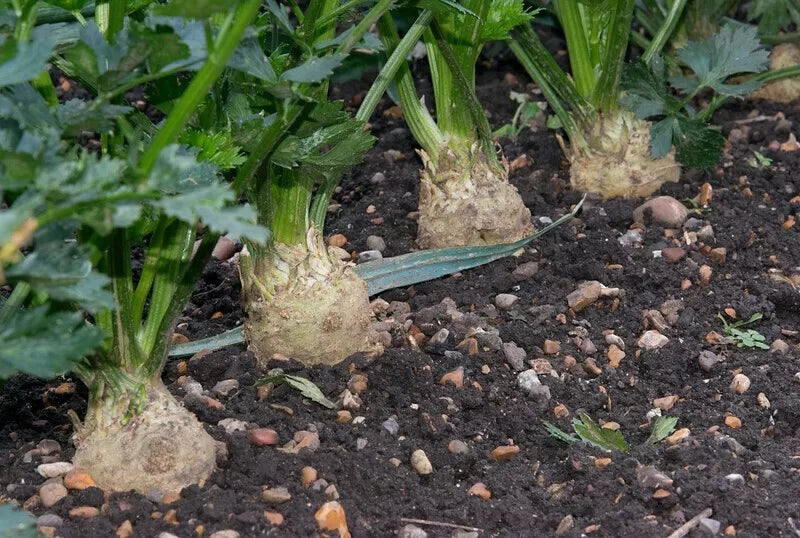 Celeriac Seeds 1500 Count Giant Prague Non-GMO Apium graveolens var. rapaceum for Culinary Use