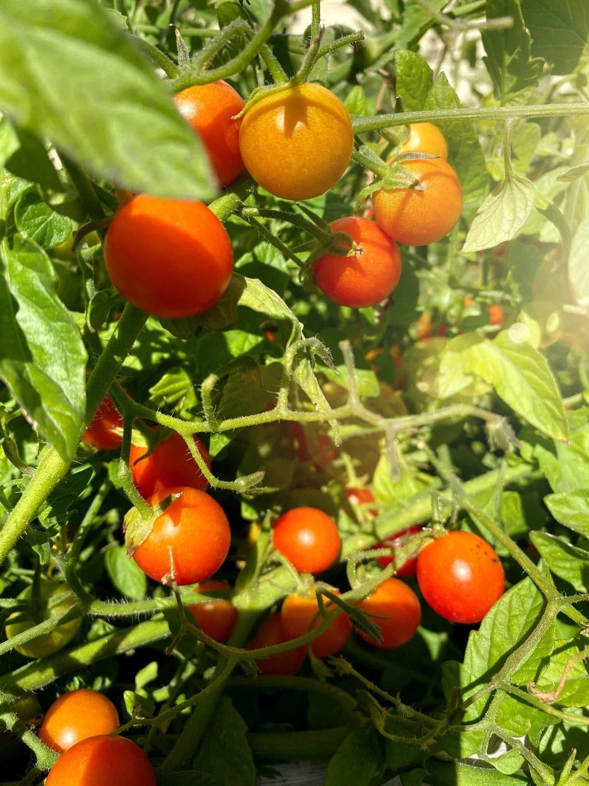 Super Sweet Tomato Seeds 50+ Non-GMO Prolific Varieties for Flavorful Harvests - Solanum lycopersicum