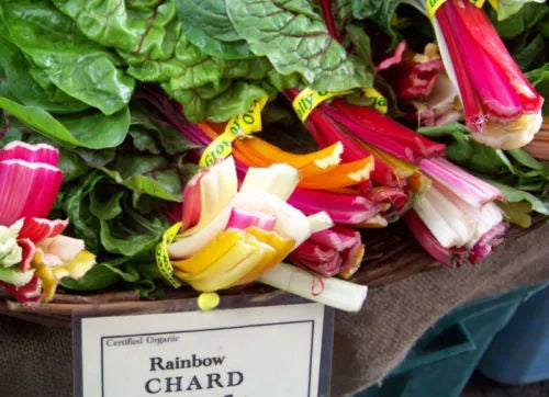 Rainbow Swiss Chard Seeds - 80 Count - Colorful Variety - Beta vulgaris subsp. cicla - Non-GMO Gardening Seeds