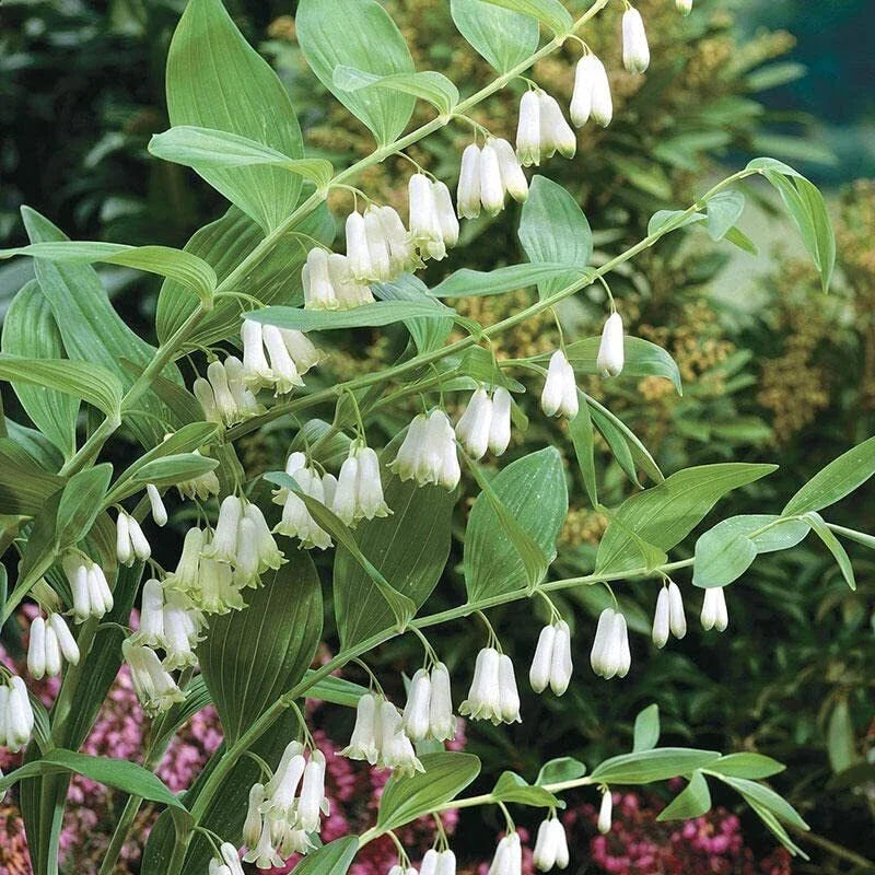 Great Solomon's Seal Seeds (20 Seeds) - Polygonatum biflorum - Perennial Plant for Shady Gardens - Woodland Planting Seeds