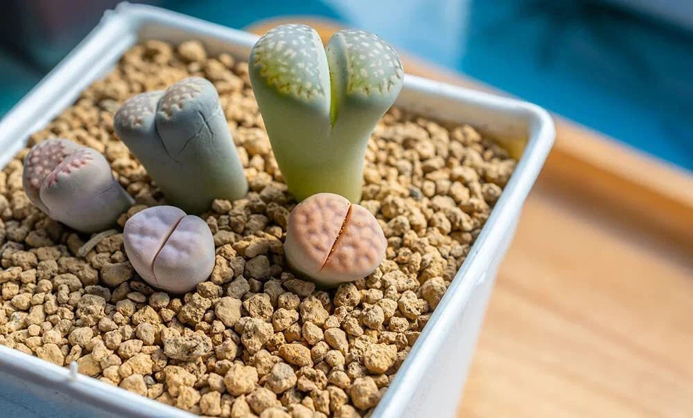 Lithops Seeds - 25 Mixed Varieties - Living Stones Succulent Seeds - Lithops spp. - Ideal for Indoor/Outdoor Gardens