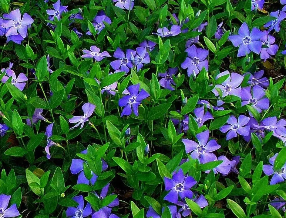 Creeping Myrtle Ground Cover 50 Pack Vinca Minor Periwinkle Bare Root Evergreen Perennial Drought-Resistant Plants