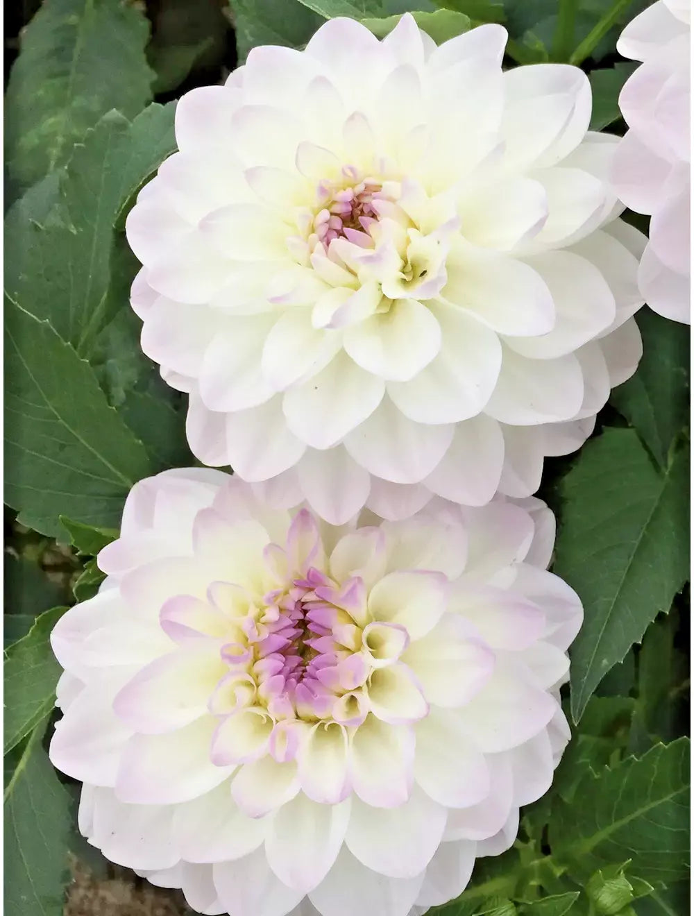 Dahlia Live Plant Bulb Tuber Eveline Creamy-White Lilac Tips (Dahlia) - Decorative Flower for Garden and Cut Arrangements