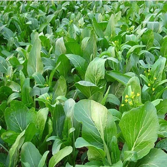 Yu Choy Sum Seeds - Organic Heirloom Brassica Greens, Non-GMO, Brassica rapa subsp. chinensis, Early Flowering Variety
